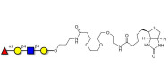 Blood group H antigen tetraose type 2 linked to biotin (Linker-BT C)
