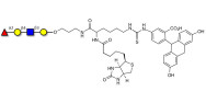Blood group H antigen tetraose type 2 linked to biotin and fluorescein (Linker-BT-FLUO A)