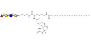 Blood group H antigen tetraose type 2 linked to biotin and stearic chain (Linker-BT-STEA A)