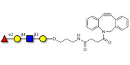 Blood group H antigen tetraose type 2 with DBCO (Linker-DBCO A)