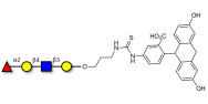 Blood group H antigen tetraose type 2 linked to fluorescein (Linker-FLUO A)