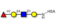 Blood group H antigen tetraose type 2 grafted on HSA