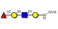Blood group H antigen tetraose type 2 grafted on OVA