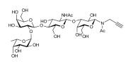 Blood group H antigen tetraose type 2 with terminal alkyne (Linker-CΞCH A)