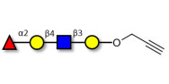 Blood group H antigen tetraose type 2 with terminal alkyne (Linker-CΞCH B)