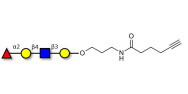 Blood group H antigen tetraose type 2 with terminal alkyne (Linker-CΞCH C)