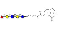 Lacto-N-fucopentaose I (LNFP I) / Blood group H antigen pentaose type 1 linked to biotin (Linker-BT B)