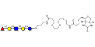 Lacto-N-fucopentaose I (LNFP I) / Blood group H antigen pentaose type 1 linked to biotin (Linker-BT C)