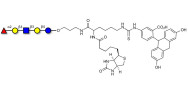 Lacto-N-fucopentaose I (LNFP I) / Blood group H antigen pentaose type 1 linked to biotin and fluorescein (Linker-BT-FLUO A)