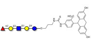 Lacto-N-fucopentaose I (LNFP I) / Blood group H antigen pentaose type 1 linked to fluorescein (Linker-FLUO A)