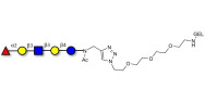 Lacto-N-fucopentaose I (LNFP I) / Blood group H antigen pentaose type 1 grafted on gel for affinity chromatography (Linker-GEL A)