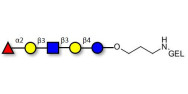Lacto-N-fucopentaose I (LNFP I) / Blood group H antigen pentaose type 1 grafted on gel for affinity chromatography (Linker-GEL B)