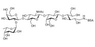 Blood group H antigen pentaose type 2 / Lacto-N-neofucopentaose I (LnNFP I) grafted on BSA