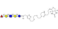 Blood group H antigen pentaose type 2 / Lacto-N-neofucopentaose I (LnNFP I) linked to biotin (Linker-BT A)