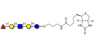 Blood group H antigen pentaose type 2 / Lacto-N-neofucopentaose I (LnNFP I) linked to biotin (Linker-BT B)