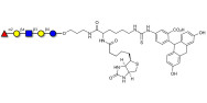 Blood group H antigen pentaose type 2 / Lacto-N-neofucopentaose I (LnNFP I) linked to biotin and fluorescein (Linker-BT-FLUO A)
