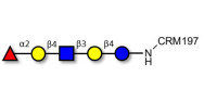 Blood group H antigen pentaose type 2 / Lacto-N-neofucopentaose I (LnNFP I) grafted on CRM197