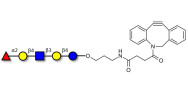 Blood group H antigen pentaose type 2 / Lacto-N-neofucopentaose I (LnNFP I) with DBCO (Linker-DBCO A)