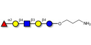Blood group H antigen pentaose type 2 / Lacto-N-neofucopentaose I (LnNFP I) with free terminal amine (Linker-NH2 A)