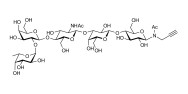 Blood group H antigen pentaose type 2 / Lacto-N-neofucopentaose I (LnNFP I) with terminal alkyne (Linker-CΞCH A)
