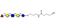 Blood group H antigen pentaose type 2 / Lacto-N-neofucopentaose I (LnNFP I) with terminal alkyne (Linker-CΞCH C)