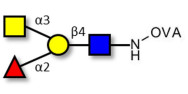 Blood group A antigen tetraose type 2 grafted on OVA