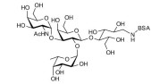 Blood group A antigen tetraose type 5 grafted on BSA