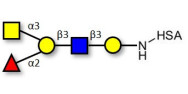 Blood group A antigen pentaose type 1 grafted on HSA