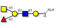 Blood group A antigen pentaose type 1 grafted on KLH
