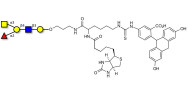 Blood group A antigen pentaose type 2 linked to biotin and fluorescein (Linker-BT-FLUO A)