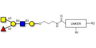 Blood group A antigen pentaose type 2 with customizable dual functionalization 