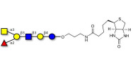 Blood group A antigen hexaose type 1 linked to biotin (Linker-BT B)