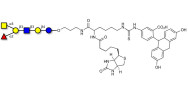 Blood group A antigen hexaose type 1 linked to biotin and fluorescein (Linker-BT-FLUO A)