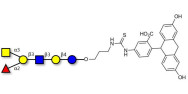 Blood group A antigen hexaose type 1 linked to fluorescein (Linker-FLUO A)
