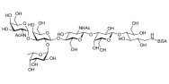 Blood group A antigen hexaose type 2 grafted on BSA