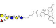 Blood group A antigen hexaose type 2 linked to fluorescein (Linker-FLUO A)