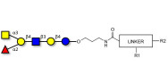 Blood group A antigen hexaose type 2 with customizable dual functionalization 