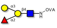 Blood group B antigen tetraose type 2 grafted on OVA
