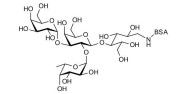 Blood group B antigen tetraose type 5 grafted on BSA