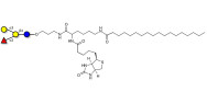 Blood group B antigen tetraose type 5 linked to biotin and stearic chain (Linker-BT-STEA A)