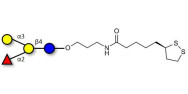 Blood group B antigen tetraose type 5 with cyclic di-thiol (Linker-LIPO A)