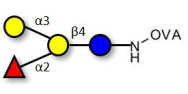 Blood group B antigen tetraose type 5 grafted on OVA