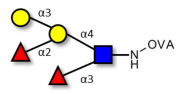 Blood group B Lewis y antigen pentaose type 2 grafted on OVA