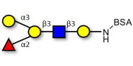 Blood group B antigen pentaose type 1 grafted on BSA