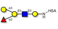 Blood group B antigen pentaose type 1 grafted on HSA