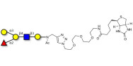 Blood group B antigen pentaose type 2 linked to biotin (Linker-BT A)