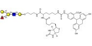 Blood group B antigen pentaose type 2 linked to biotin and fluorescein (Linker-BT-FLUO A)