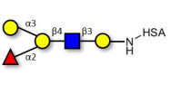 Blood group B antigen pentaose type 2 grafted on HSA