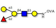 Blood group B antigen pentaose type 2 grafted on OVA