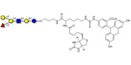 Blood group B antigen hexaose type 1 linked to biotin and fluorescein (Linker-BT-FLUO A)